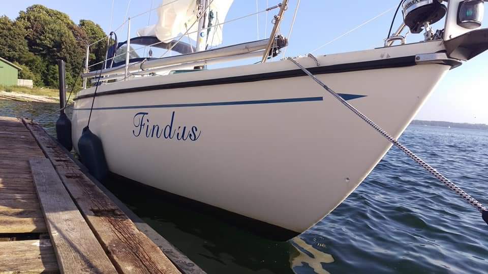 Und immer wieder Ochsen