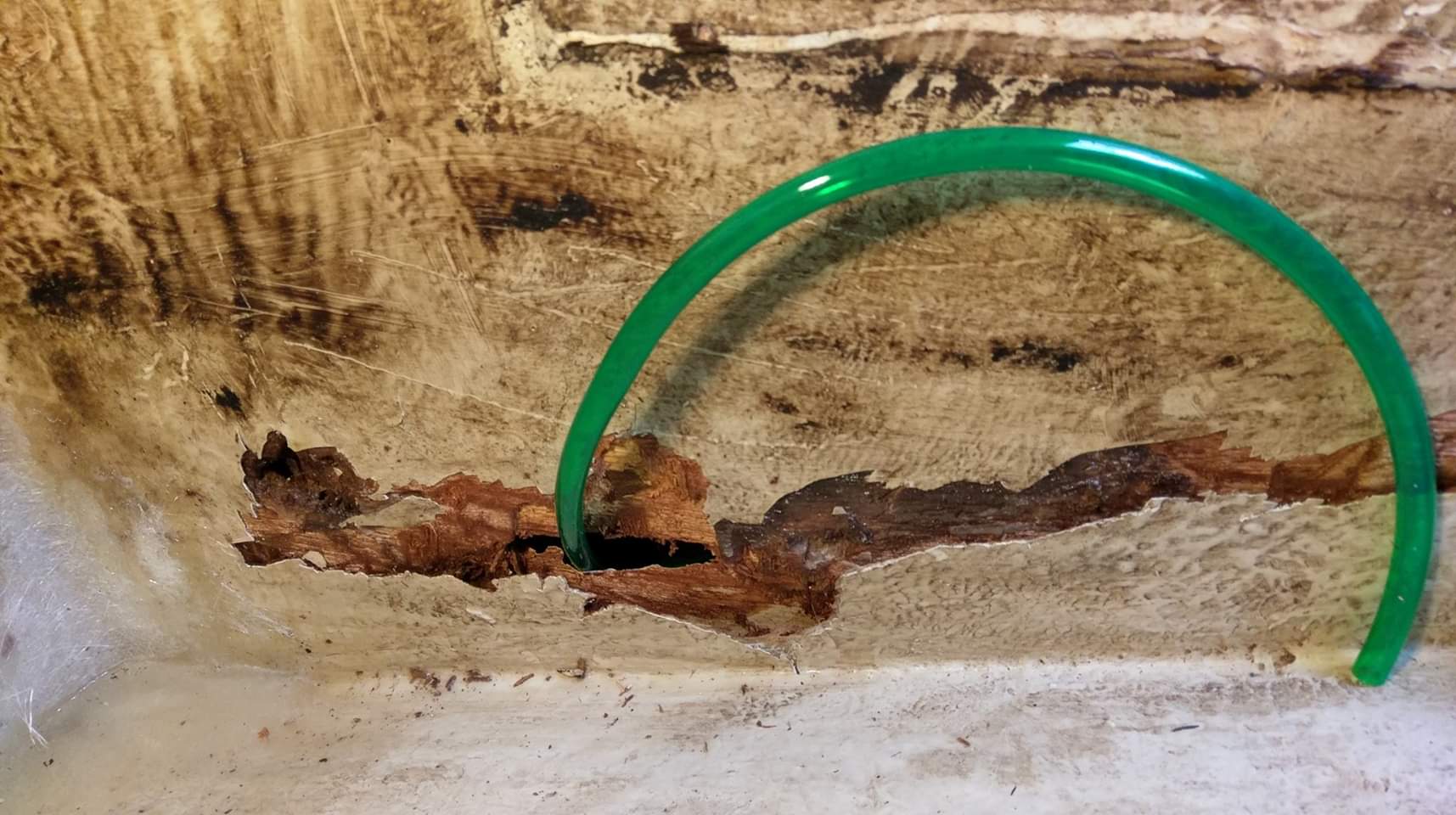 Minus 3°Grad und noch mehr morsches Holz